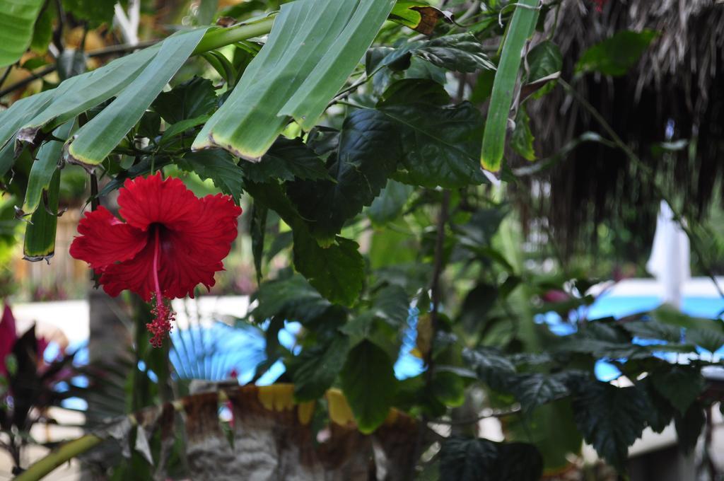 Green Tulum Cabanas & Gardens Dış mekan fotoğraf